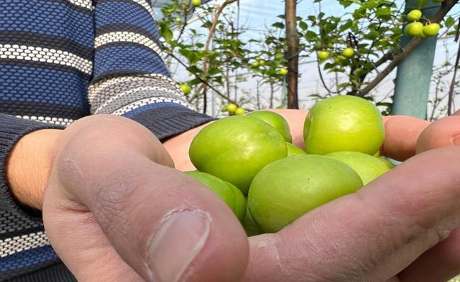 İznik'te Erik Hasadı Başladı, Tanesi 20 Liraya Satılıyor