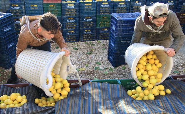 Mersin Erdemli'de Limon Hasadı Yoğunluğu