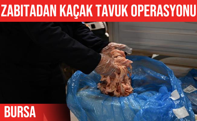 Osmangazi'de kaçak tavuk operasyonu