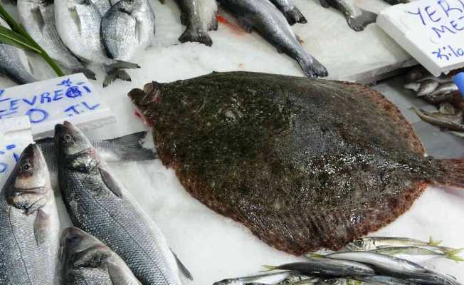 5 kiloluk kalkan balığı 3 bin liraya satıldı