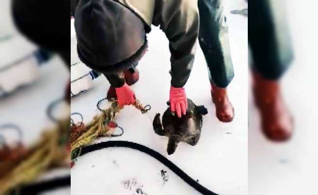 Ağlara takılan kaplumbağayı tekrar denize bıraktı