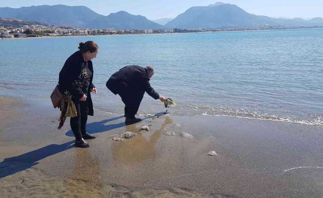 Alanya’da sahile vuran deniz analarını kurtarma mücadelesi