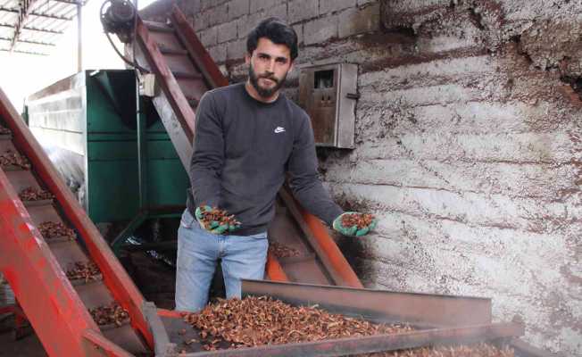 Altın değerindeki künarın zorlu yolculuğu başladı