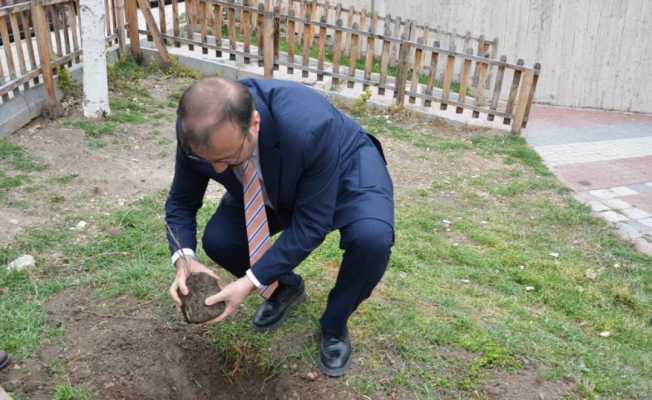 Asırlık İnkaya Çınarı fidan ve tohumları Emet’te toprakla buluştu