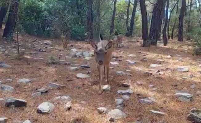 Aydın’daki yaban hayatı görüntülendi