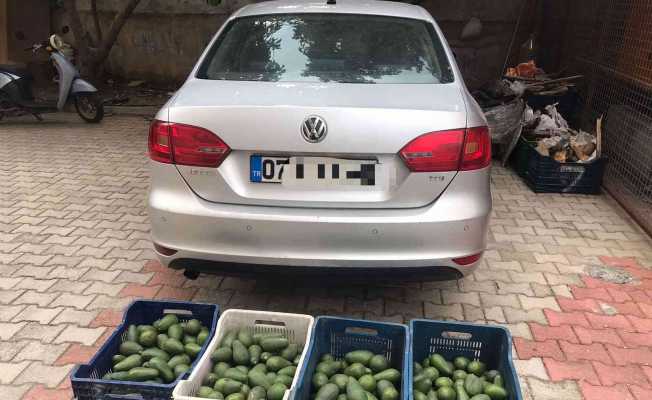 Bahçeden 4 kasa avokado çalan hırsızlık şüphelisi yakalandı