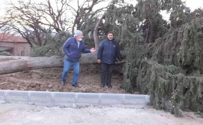 Balıkesir’de asırlık servi ağacı rüzgara dayanamadı
