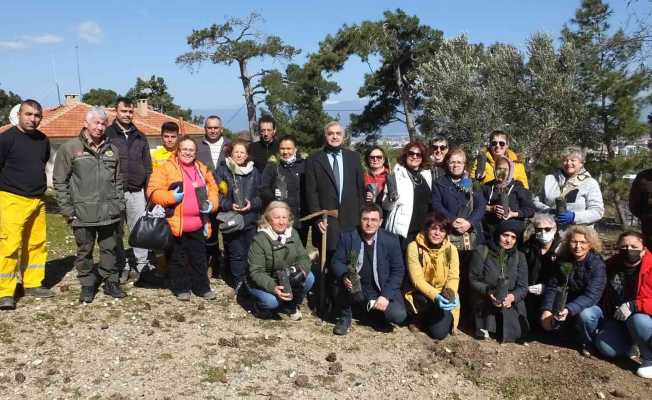 Balıkesir’de fıstıkçamı zeytine alternatif oldu