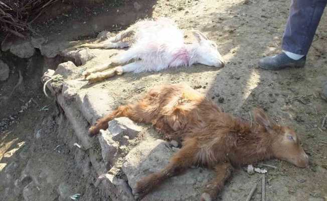 Balıkesir’de sahipsiz köpekler keçileri parçaladı