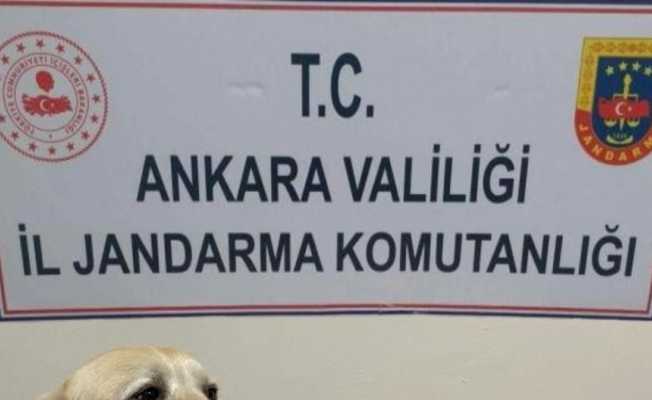Başkent’teki uyuşturucu operasyonlarında 9 gözaltı