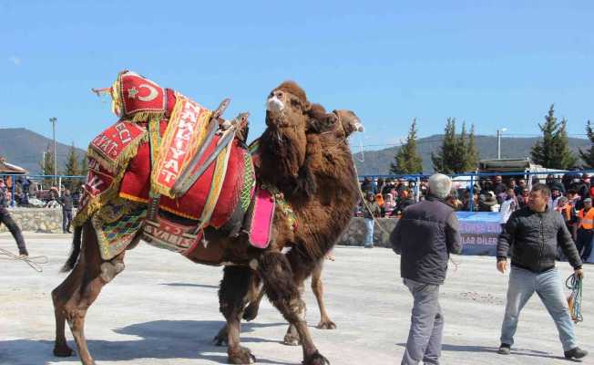 Bodrum’da develer kıyasıya mücadele etti