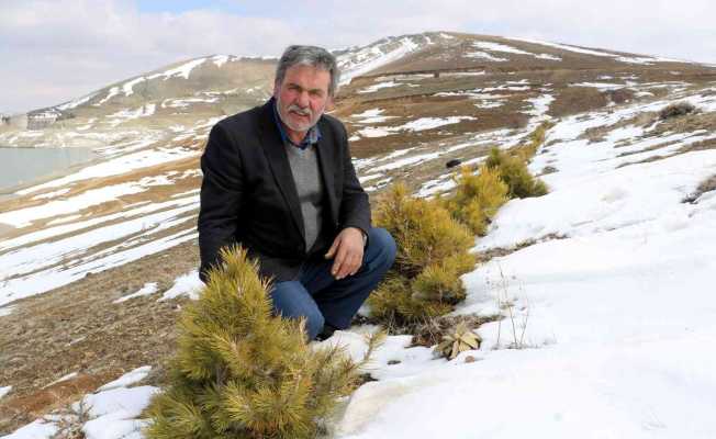 Büyük umutlarla oluşturulmak istenen orman, keçilere yem oldu