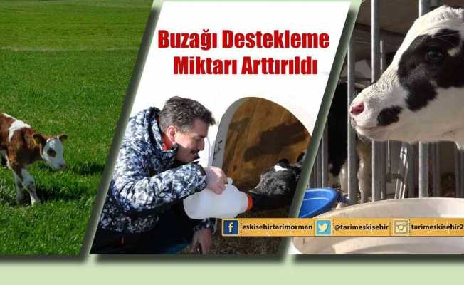 Buzağı destekleme miktarı arttırıldı