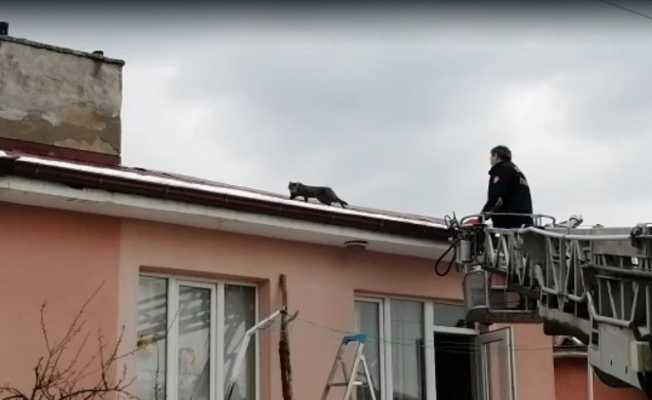 Çatıda mahsur kalan kedi itfaiye ekiplerince kurtardı