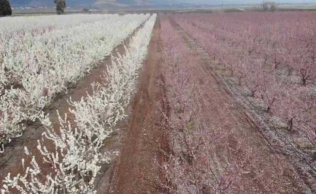 Çiçek açan meyve bahçeleri Amik Ovası’nı renklendirdi