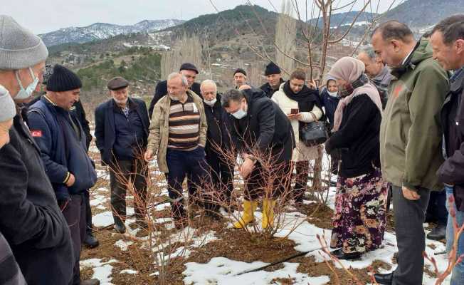 Çiftçiye yaban mersini budama ve gübreleme eğitimi