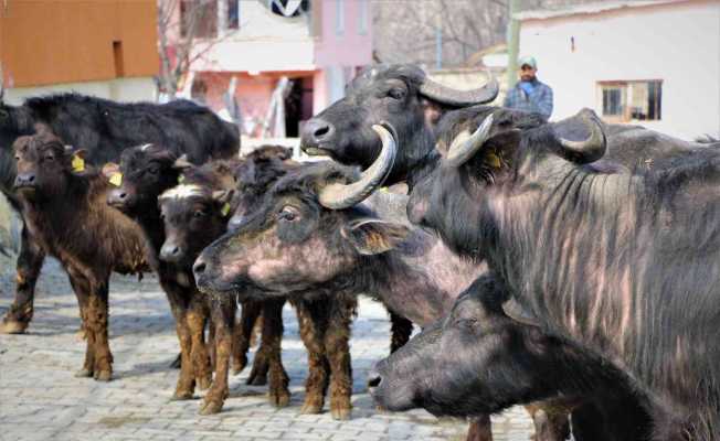 Cumhurbaşkanı Erdoğan yoğurdunu tavsiye etmişti, Amasya Valiliği 35 manda dağıttı