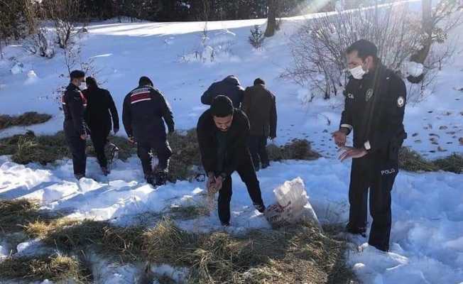 Daday’da yaban hayvanları için doğaya yem bırakıldı