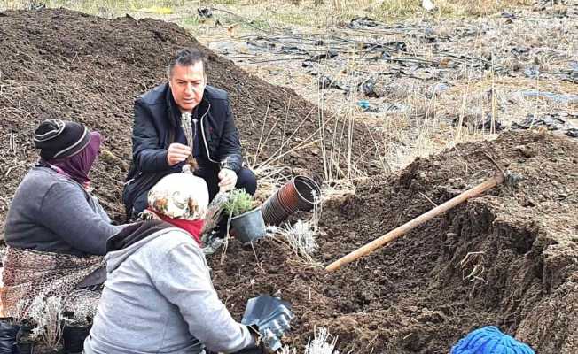 Dinar’da lavanta fidan dikimi başladı