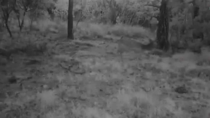 DKMP fotokapana takılan yabani hayvanların görüntüsünü paylaştı