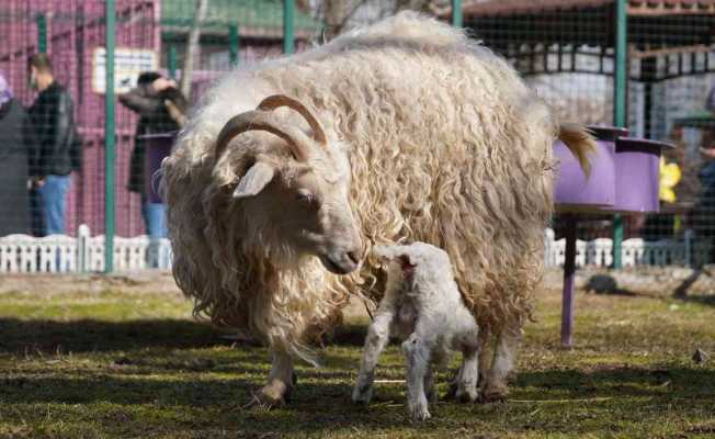 Doğal Yaşam Parkı’nın minik keçileri ilgi odağı oldu