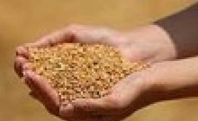 Edirne’de buğday en yüksek 5 lira 498 kuruştan satıldı