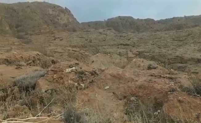 Elazığ’da koruma altındaki dağ keçileri sürü halinde görüntülendi