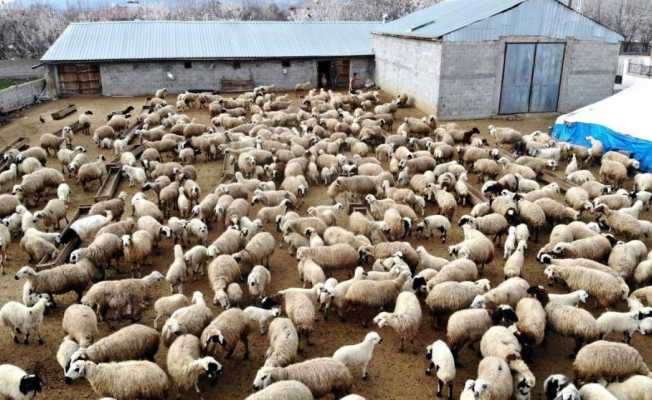 Erzincan’da küçükbaş hayvan varlığı yarım milyonu aştı