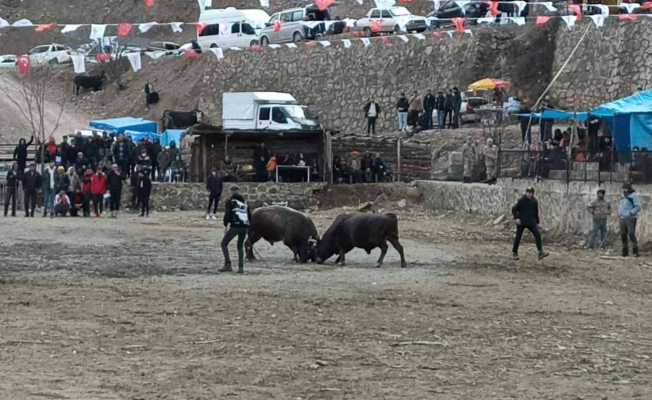 Geleneksel 27.  Sarıgöl Boğa Güreşleri başladı