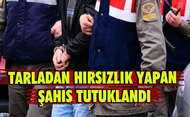 Girdiği çilek bahçesinden hırsızlık yapan şahıs tutuklandı