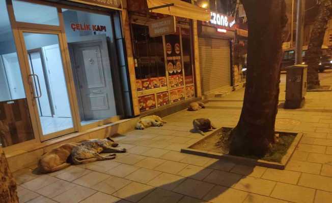 Grup halinde gezen sokak köpekleri esnaf ve vatandaşın korkulu rüyası oldu