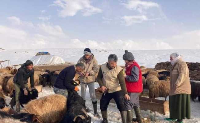 Güroymak’ta hayvanları aşılama çalışması