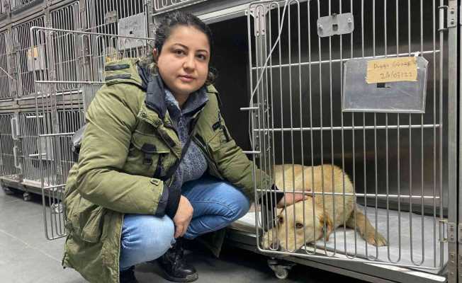 Hemşire sahiplendiği köpeğine çarpan aracın peşini bırakmadı, sürücüden şikayetçi oldu