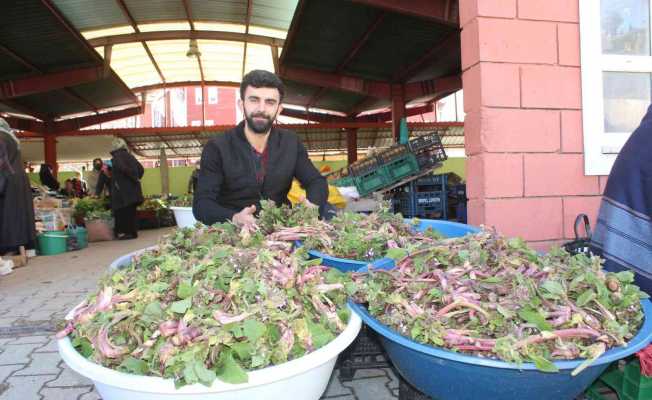 İnebolu’da ’ıspıt’ bolluğu yaşanıyor