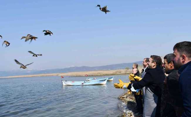 İznik Gölü’nde kaçak avcılardan kurtarılan 56 ördek artık özgür