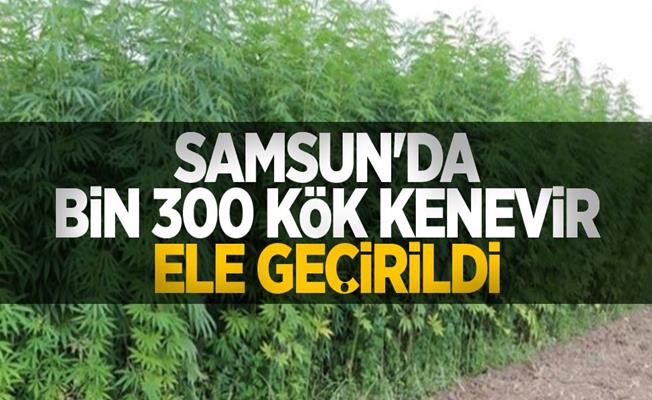 Jandarma tarlada bin 300 kök kenevir bitkisi ele geçirdi