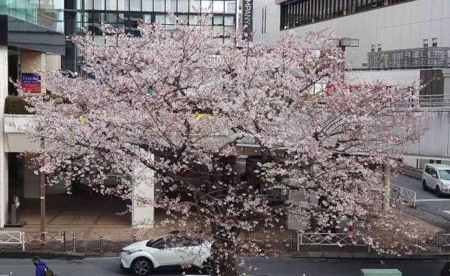 Japonya’da kiraz çiçeği mevsimi başladı