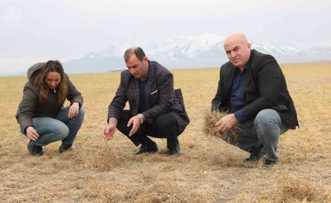 Karaman’da dondan etkilenen buğday tarlaları kurudu