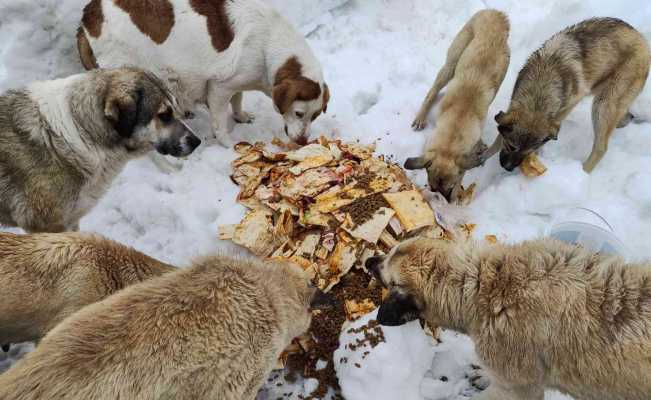 Karda aç kalan sokak köpeklerini besliyor