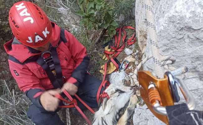 Kayalıklarda mahsur kalan hamile keçiye kurtarma operasyonu