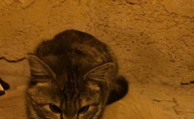 Kedi ile köpeğin şaşırtan dostluğu