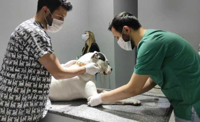 Kedi ve köpekler yılsonuna kadar kayıt altına alınıyor