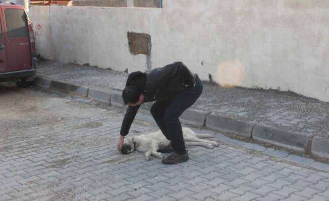 Kilis’te vicdansız sürücü köpeği ezerek kaçtı