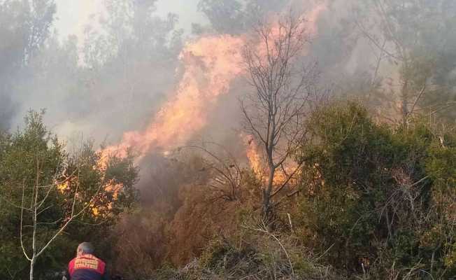 Kontrolden çıkan anız ateşi, ormanlık alana sıçradı