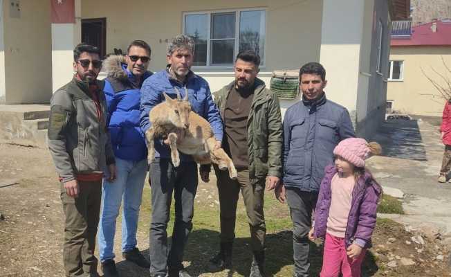 Köpeklerin saldırısından kaçan yavru yaban keçisi eve sığındı