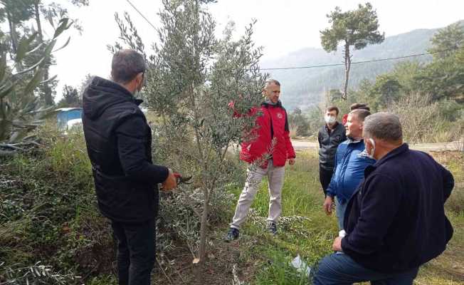 Köyceğiz’de zeytin üreticilerine uygulamalı budama eğitimi verildi Köyceğiz’de zeytin üreticilerine uygulamalı budama eğitimi verildi