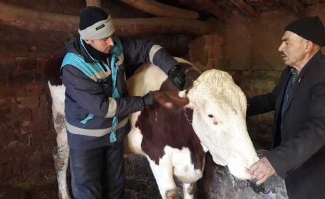 Kütahya’da büyükbaş hayvanlara aşı ve buzağı küpeleme işlemleri