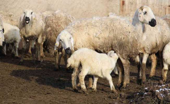 Kuzuların annelerine kavuşma anı dron ile görüntülendi