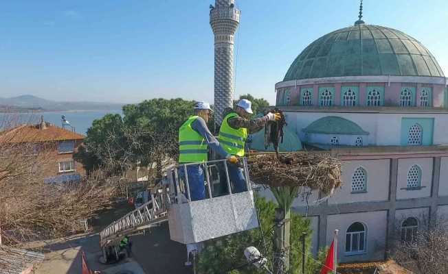 Leylek yuvalarında bahar temizliği