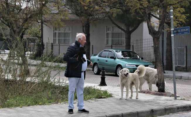 Mahra’nın ölümüne sebep olan köpekler mahallede korku salmaya devam ediyor